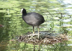 Fulica atra