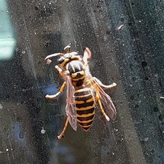 Vespula squamosa