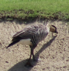 Branta sandvicensis