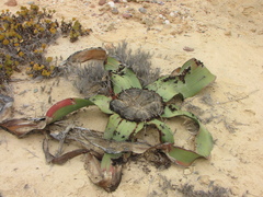 Welwitschia mirabilis