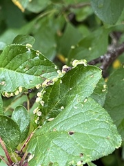 Eriophyinae