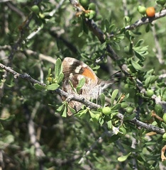 Libytheana carinenta