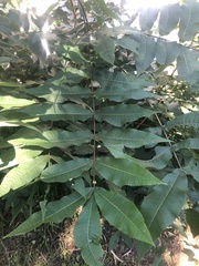Carya illinoinensis