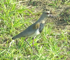 Vanellus chilensis