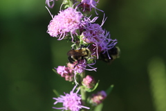 Bombus citrinus