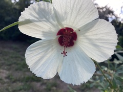Hibiscus aculeatus