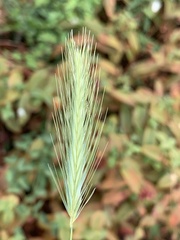 Hordeum