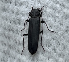 Arhopalus