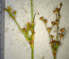 Juncus
