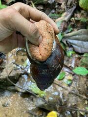 Megalobulimus
