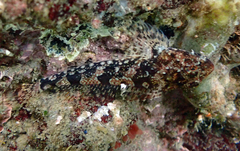 Artedius harringtoni