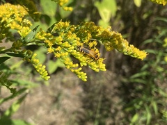 Chauliognathus pensylvanicus