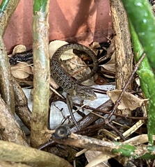 Elgaria multicarinata