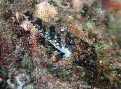 Artedius harringtoni