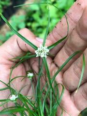 Cyperus seslerioides