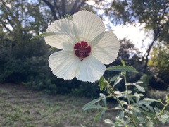 Hibiscus aculeatus