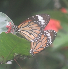 Danaus genutia