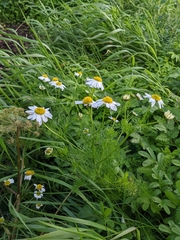 Tripleurospermum maritimum