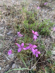Chamaenerion colchicum