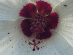 Hibiscus aculeatus