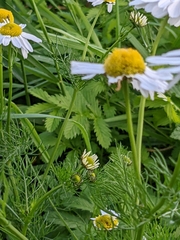 Tripleurospermum maritimum
