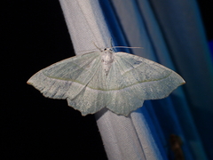 Campaea margaritaria