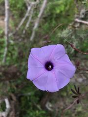 Ipomoea cairica