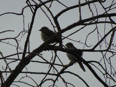 Chondestes grammacus