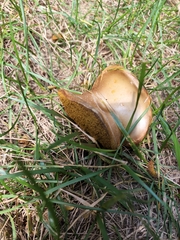 Boletinellus merulioides