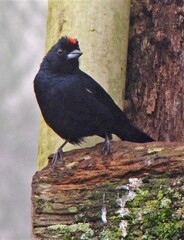 Tachyphonus coronatus