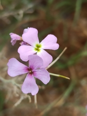 Malcolmia littorea