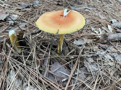 Amanita jacksonii