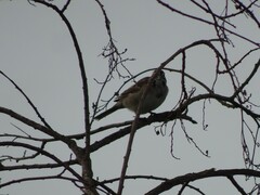 Chondestes grammacus