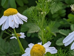 Tripleurospermum maritimum