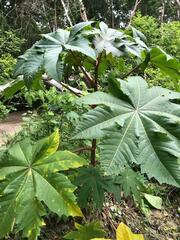 Ricinus communis