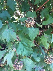 Physocarpus capitatus