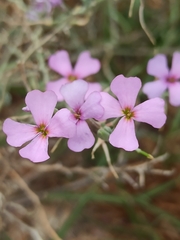 Malcolmia littorea