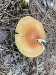 Amanita jacksonii