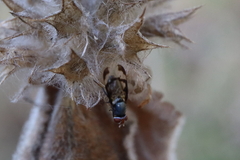Herina lacustris