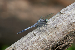 Orthetrum albistylum