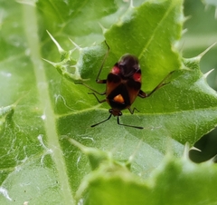 Deraeocoris ruber
