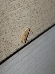 Parapediasia teterrellus