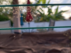 Latrodectus geometricus