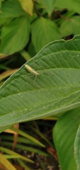 Zelus renardii