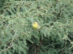 Icterus spurius