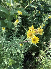 Helianthus giganteus