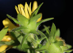 Silphium asteriscus