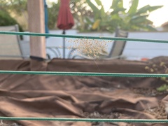 Latrodectus geometricus