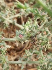 Salsola kali