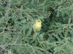 Icterus spurius